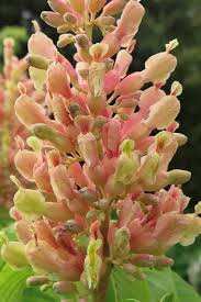 Attēlu rezultāti vaicājumam “Aesculus x neglecta flower”
