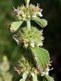 Image result for Marrubium vulgare