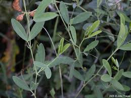 Attēlu rezultāti vaicājumam “Lathyrus tuberosus”