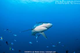 Image result for Carcharhinus albimarginatus
