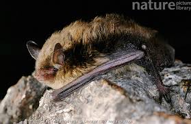 Attēlu rezultāti vaicājumam “Myotis brandtii”