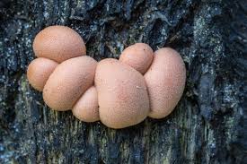 Attēlu rezultāti vaicājumam “Lycogala roseosporum macro”