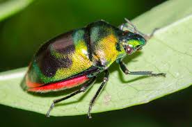 Attēlu rezultāti vaicājumam “Scarabaeidae”