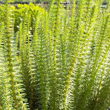 Attēlu rezultāti vaicājumam “Hippuris vulgaris”