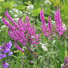 Image result for Lythrum salicaria