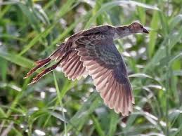 Image result for Porphyrio alleni