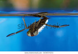 Attēlu rezultāti vaicājumam “Notonecta glauca”