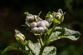 Attēlu rezultāti vaicājumam “Arctium tomentosum”