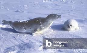 Image result for Pagophilus groenlandicus