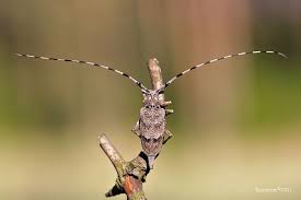 Attēlu rezultāti vaicājumam “Acanthocinus aedilis”