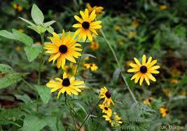 Attēlu rezultāti vaicājumam “Rudbeckia hirta var. hirta”