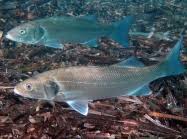 Image result for Dicentrarchus labrax