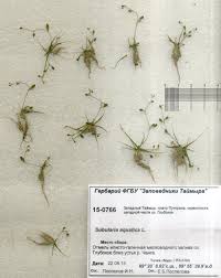 Attēlu rezultāti vaicājumam “Subularia aquatica”