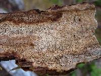 Attēlu rezultāti vaicājumam “Antrodia malicola”