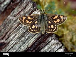 Attēlu rezultāti vaicājumam “Carterocephalus silvicolus underside”