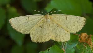 Attēlu rezultāti vaicājumam “Angerona prunaria”