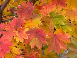 Attēlu rezultāti vaicājumam “Acer pseudosieboldianum”