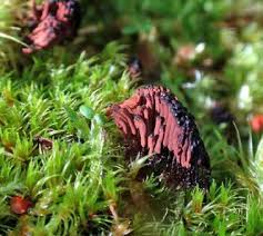 Attēlu rezultāti vaicājumam “Octospora splachnophila”