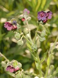 Attēlu rezultāti vaicājumam “Cynoglossum officinale fruit”
