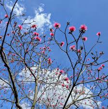 Attēlu rezultāti vaicājumam “Diderma globosum sessile”