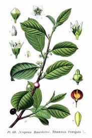 Attēlu rezultāti vaicājumam “Frangula alnus”