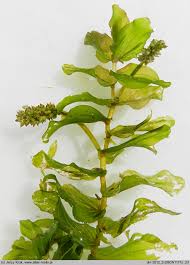 Attēlu rezultāti vaicājumam “Potamogeton perfoliatus”