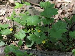 Attēlu rezultāti vaicājumam “Waldsteinia geoides flower”