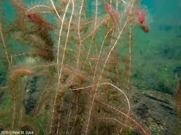 Attēlu rezultāti vaicājumam “Myriophyllum alterniflorum”