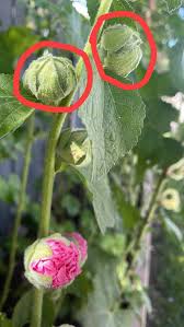 Attēlu rezultāti vaicājumam “Alcea rosea bud”