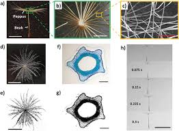 Attēlu rezultāti vaicājumam “Tragopogon pratensis subsp. pratensis fruit”