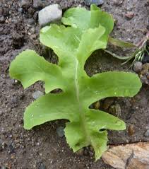Attēlu rezultāti vaicājumam “Lactuca sativa”