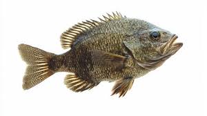 Image result for Lobotes surinamensis