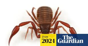 Attēlu rezultāti vaicājumam “Chelifer cancroides”