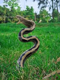 Attēlu rezultāti vaicājumam “Serpentes”