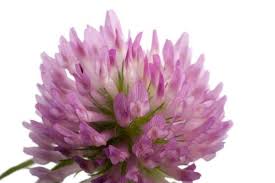 Attēlu rezultāti vaicājumam “Trifolium hybridum flower”