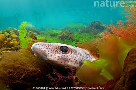 Image result for Scyliorhinus canicula