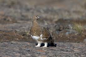Attēlu rezultāti vaicājumam “Lagopus lagopus female”