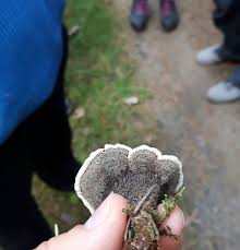 Attēlu rezultāti vaicājumam “Onnia triquetra”