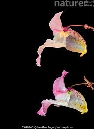 Attēlu rezultāti vaicājumam “Impatiens glandulifera flower”