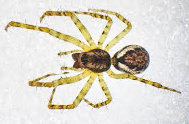 Attēlu rezultāti vaicājumam “Neriene montana”