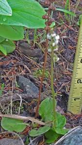 Attēlu rezultāti vaicājumam “Pyrola minor flower”