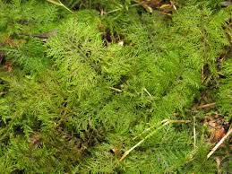 Attēlu rezultāti vaicājumam “Thuidium assimile”