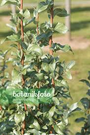 Attēlu rezultāti vaicājumam “Elaeagnus commutata”