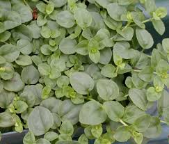 Attēlu rezultāti vaicājumam “Veronica serpyllifolia”