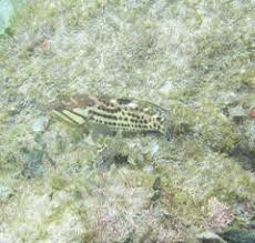 Image result for Epinephelus andersoni
