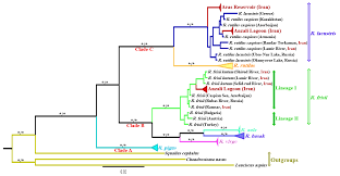 Image result for Rutilus caspicus