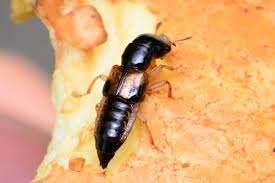 Attēlu rezultāti vaicājumam “Oxyporus”