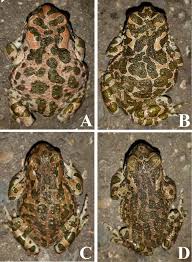 Attēlu rezultāti vaicājumam “Pseudepidalea viridis adult”