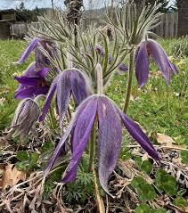 Attēlu rezultāti vaicājumam “Pulsatilla pratensis leaf”