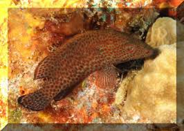 Image result for Cephalopholis cruentata